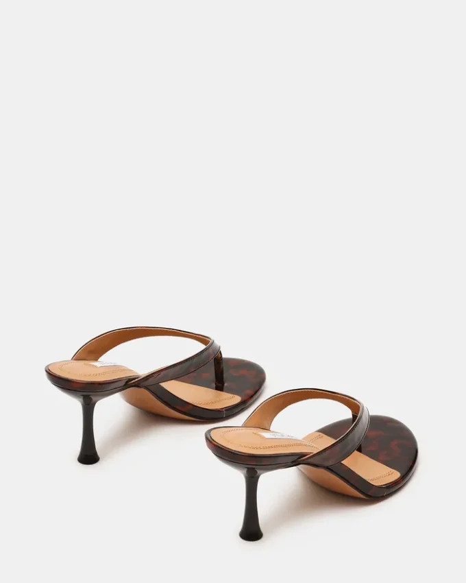 Faroh Tortoise Faroh Tortoise